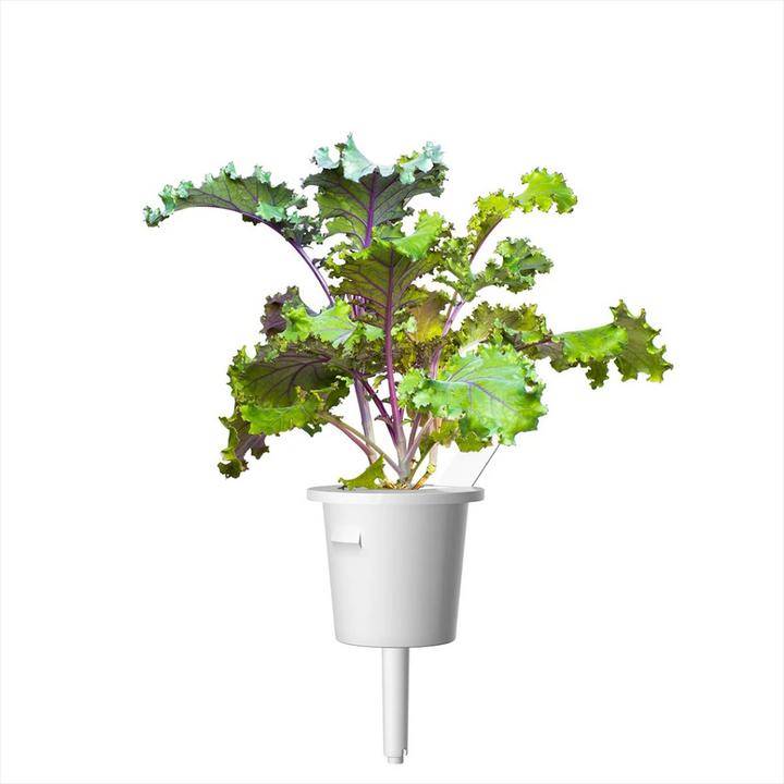 Produktbild Click and Grow Roter Kohl (Gemüsesamen)