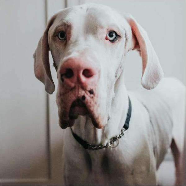 Produktbild Hunter Halsung mit Kette Aalborg (45, Hund)