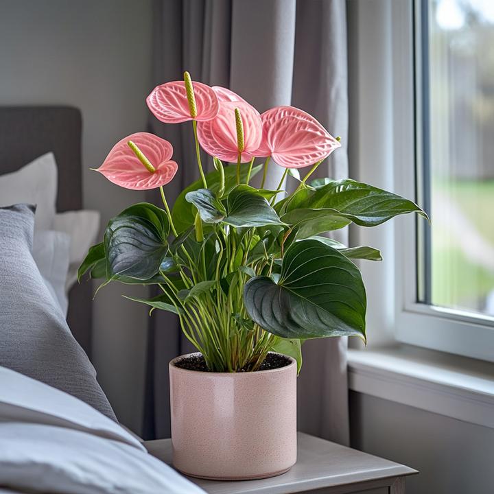 Actual product image Plant in a Box Anthurium 'Colorado Pink" - (40 cm)