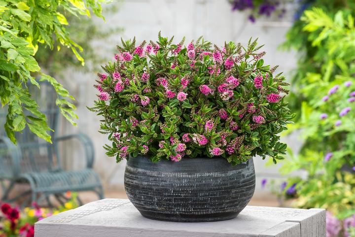 Produktbild Plant in a Box Hebe All Blooms 'Samona' - (30 cm)