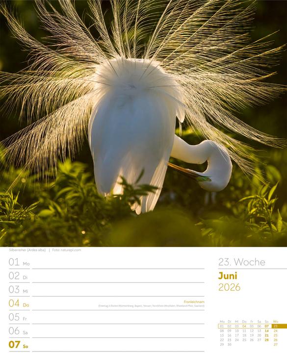 Actual product image Vögel - Tier-Wochenplaner 2026 (25 x 33 cm, German)