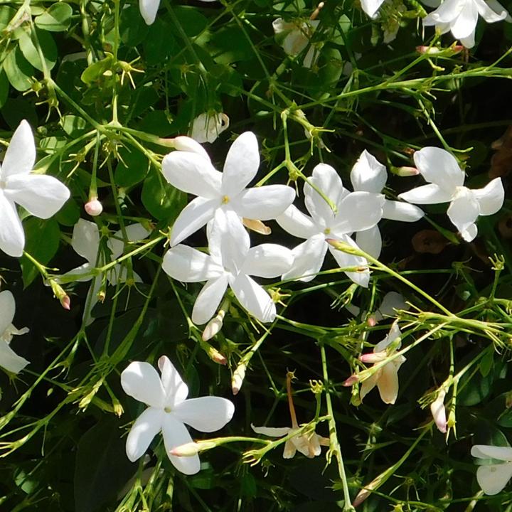 Actual product image Plant in a Box Trachelospermum jasminoides - Star jasmine (120 cm)