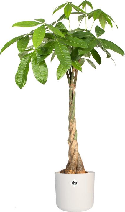 Immagine prodotto Elho b.for soft (13.80 cm)