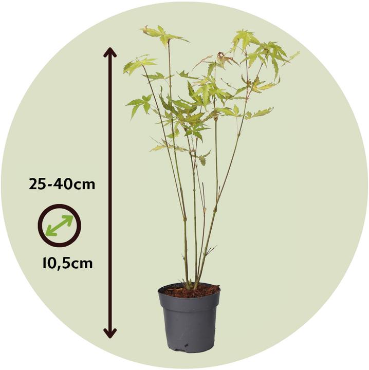 Actual product image Plant in a Box Acer palmatum 'Orange Dream' - Maple tree (25 cm)