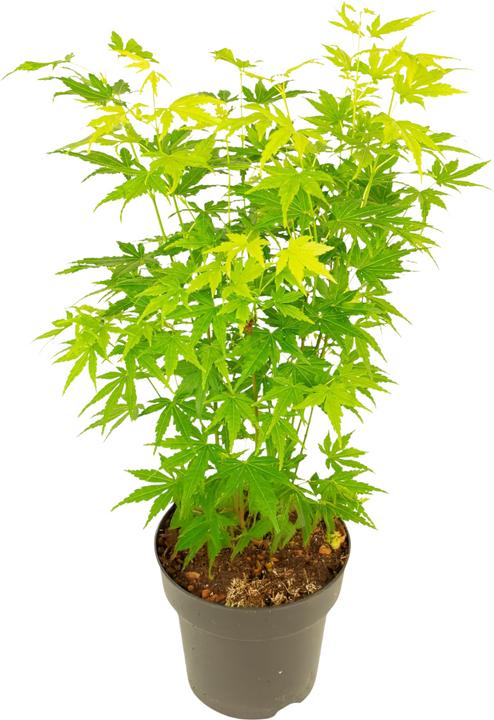 Immagine prodotto Plant in a Box Acer palmatum 'Going Green' - Japanischer Ahorn (35 cm)