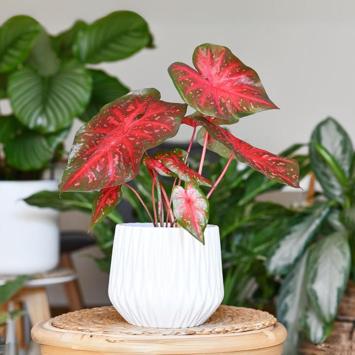 Image du produit Plant in a Box Caladium Postman Joyner - Lot de 2 Arum (25 cm)