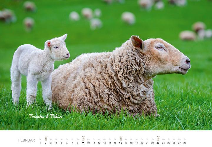Produktbild Tierkinder auf dem Bauernhof Kalender 2025 (Harter Einband, Deutsch)