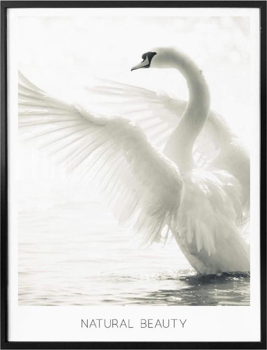 Actual product image Trenddeko Majestic swan - Natural Beauty (40 x 50 cm)