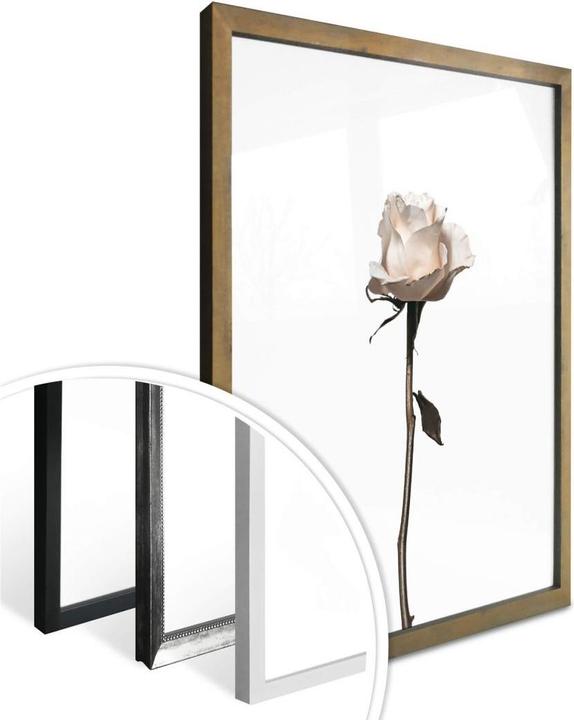 Actual product image Trenddeko The white rose (40 x 50 cm)