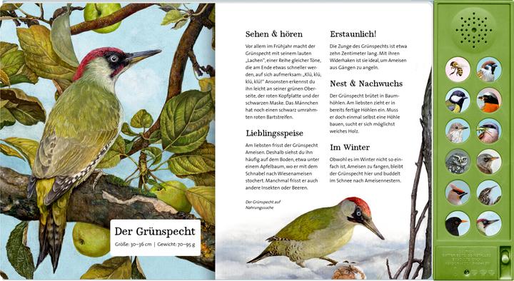Produktbild Was singt und summt im Apfelbaum? (Deutsch, Holger Haag, Lars Baus, 2025)