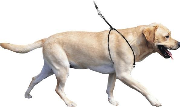 Actual product image Company of Animals Coachi drag line puppy (2.5, Dog, Dog sport)