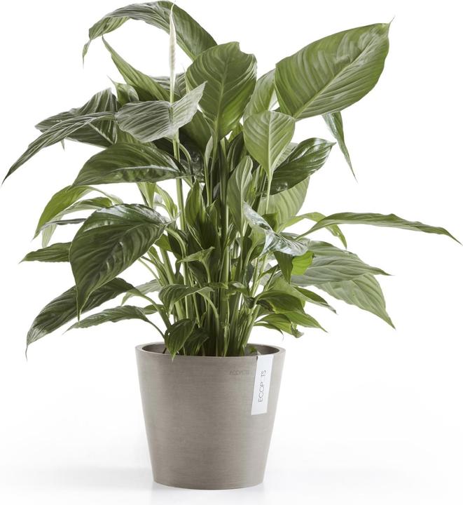 Actual product image Ecopots Amsterdam (20 cm)