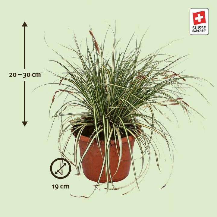Actual product image Zulauf Laiche du Japon (20 cm)
