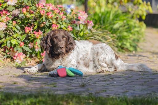 Actual product image Beeztees Fill-n-Freeze (Dog chew toy)
