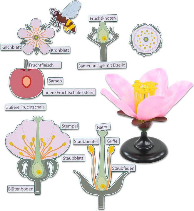 Betzold Set: Die Kirschblüte (Deutsch)