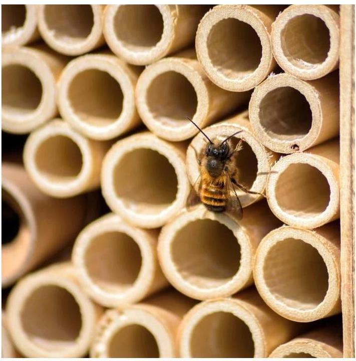 Immagine prodotto Wildbiene BeeHome One (Api)