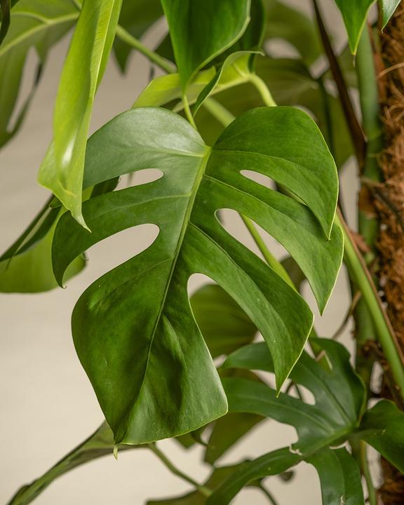 Immagine prodotto feey Monstera XL (125 cm, Appena rinvasata)