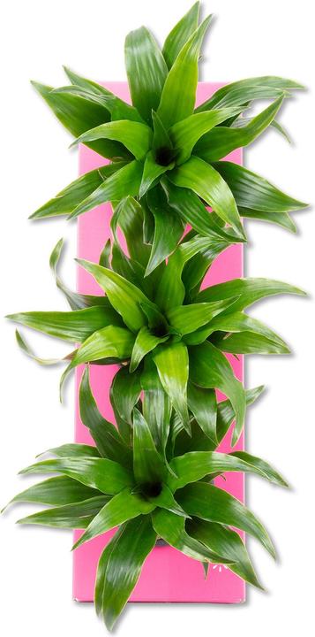 Actual product image Flowerbox Wall greening cardboard - Sweet 3