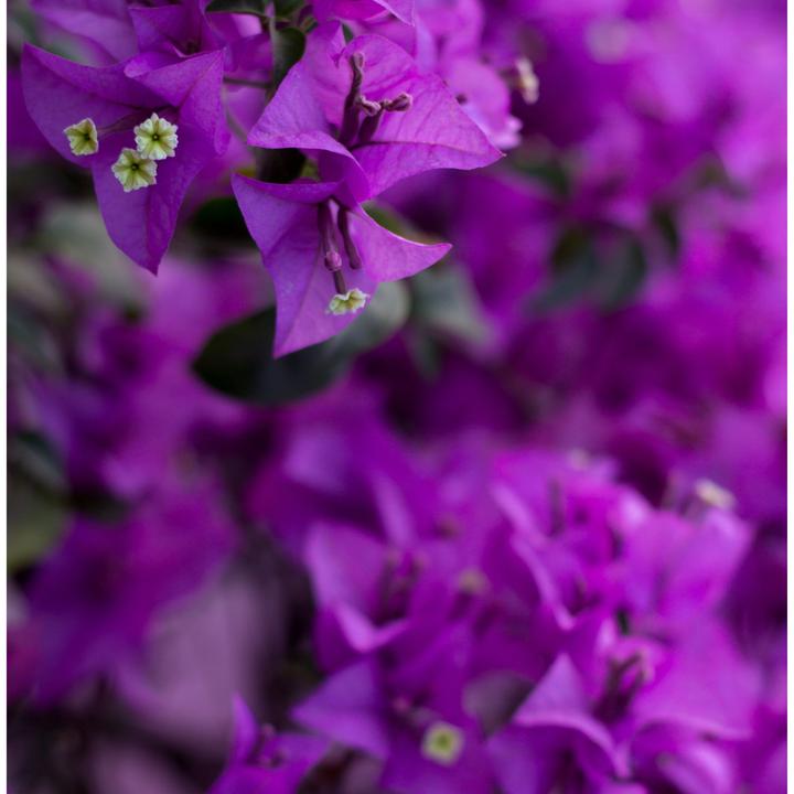 Actual product image Plant in a Box Bougainvillea 'Alexandra' - (50 cm)