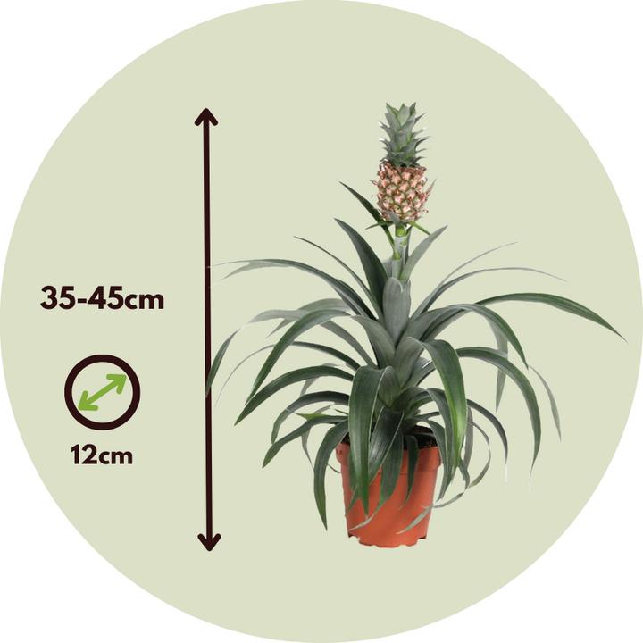 Image du produit Plant in a Box Ananas comosus 'Mi Amigo' (45 cm)