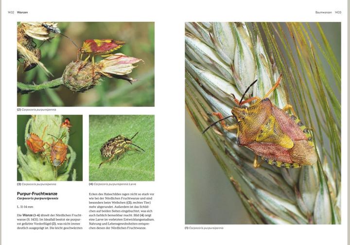 Immagine prodotto Das grosse Handbuch Insekten (Tedesco, Ewald Gerhardt, 2021)