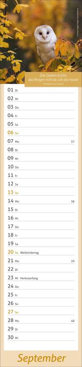 Produktbild times&moreTagevollerGlückLangplaner2026 (11 x 49 cm, Deutsch)