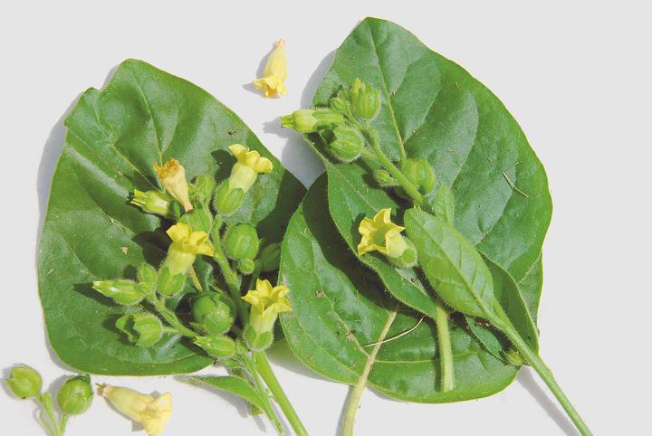 Actual product image Zollinger Bio Tobacco, farm tobacco (annual) (Seedlings)