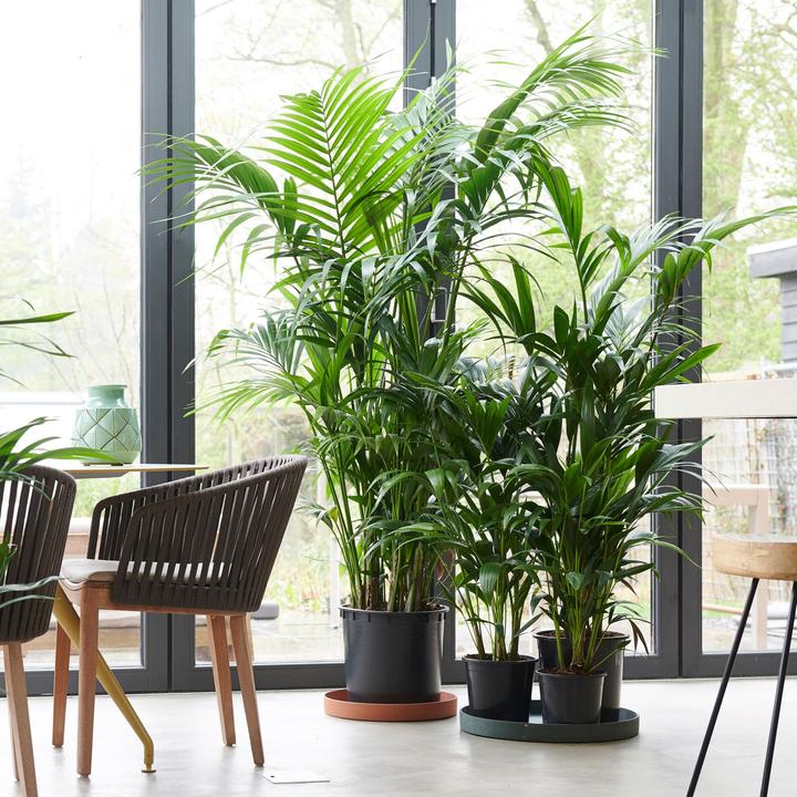 Produktbild Plant in a Box Howea forsteriana - Kentia Palme (130 cm)