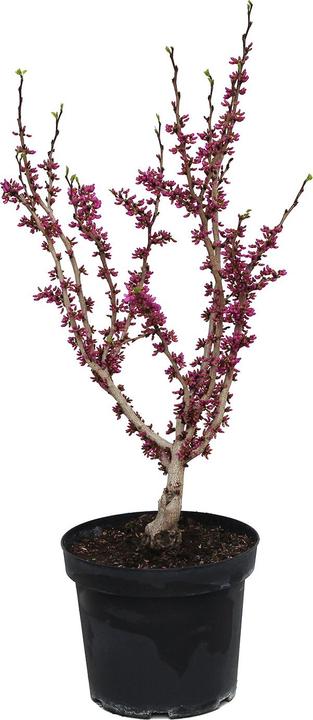 Produktbild Zulauf Chinesischer Judasbaum / Cercis chinensis 'Avondale' (70 cm)