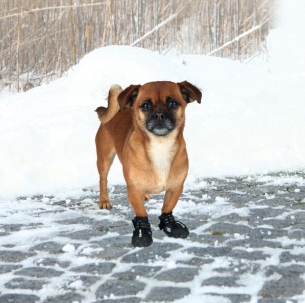 Produktbild Trixie Walker Active (XS, Hundeschuhe)