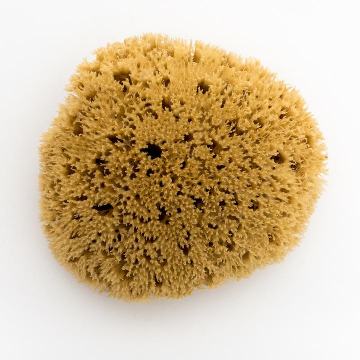 Bellini Naturschwamm roh Honeycomb No. 12