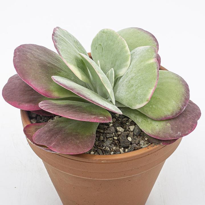 Produktbild Kakteen Gautschi Kalanchoe thyrsiflora (20 cm)