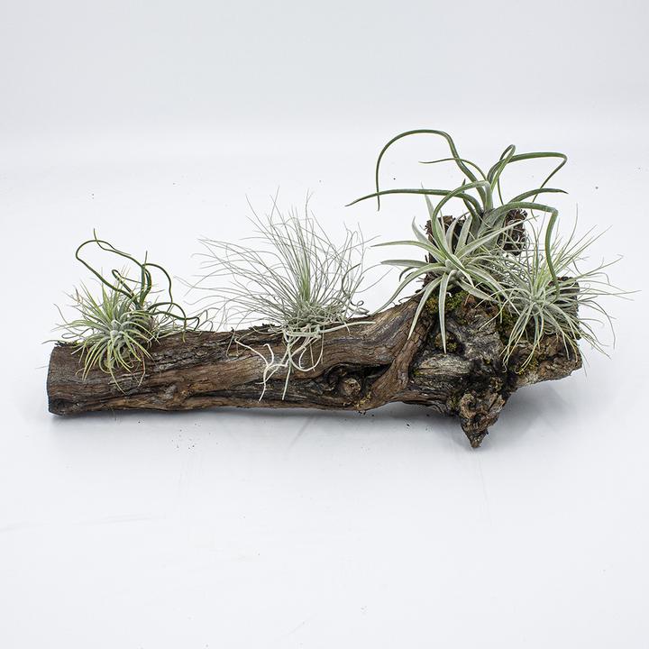 Produktbild Kakteen Gautschi Tillandsien-Rebholz mittel (25 cm)