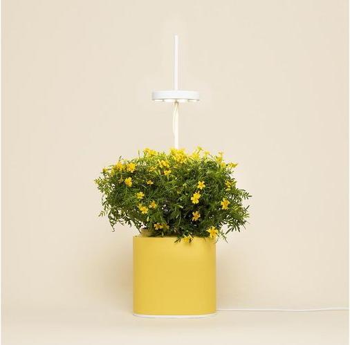 Produktbild Prêt à Pousser Kräutertopf Nano, Mimosa Yellow (13.50 cm)