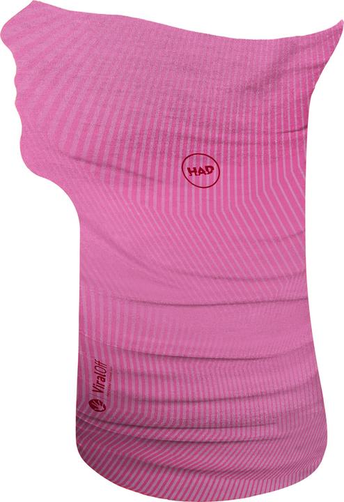 Rose perpétuelle