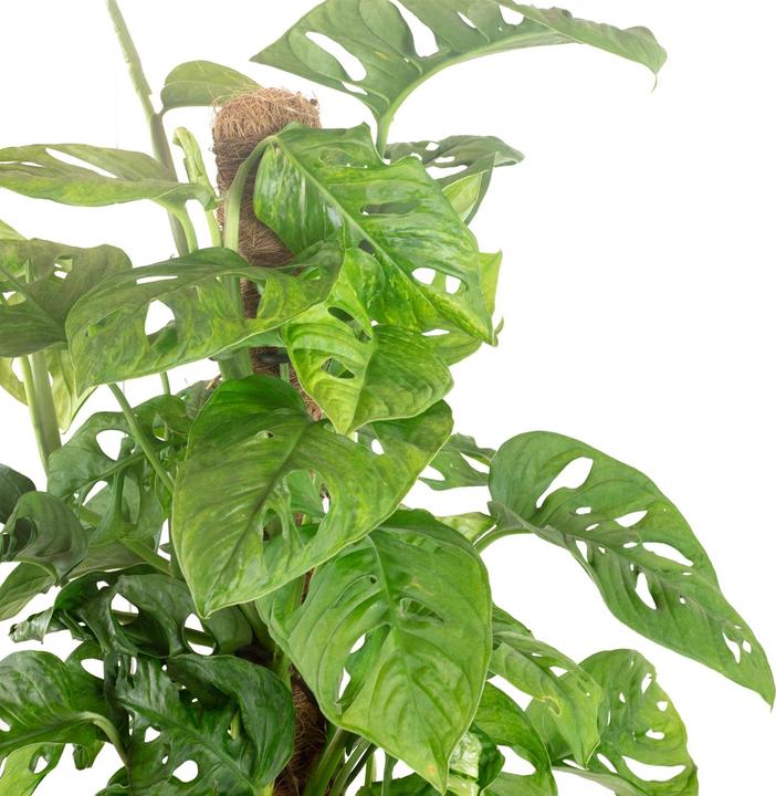 Actual product image Flowerbox Crooked on moss stick - Monstera andansonii Monkey Leaf (65 cm)