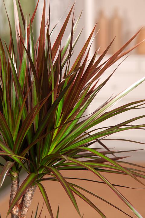 Produktbild Plant in a Box Dracaena Marginata Magenta - Drachenbaum (110 cm)