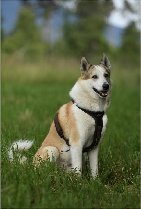 Produktbild Niggeloh Hundeführgeschirr Follow (S, Hund, Allgemein)