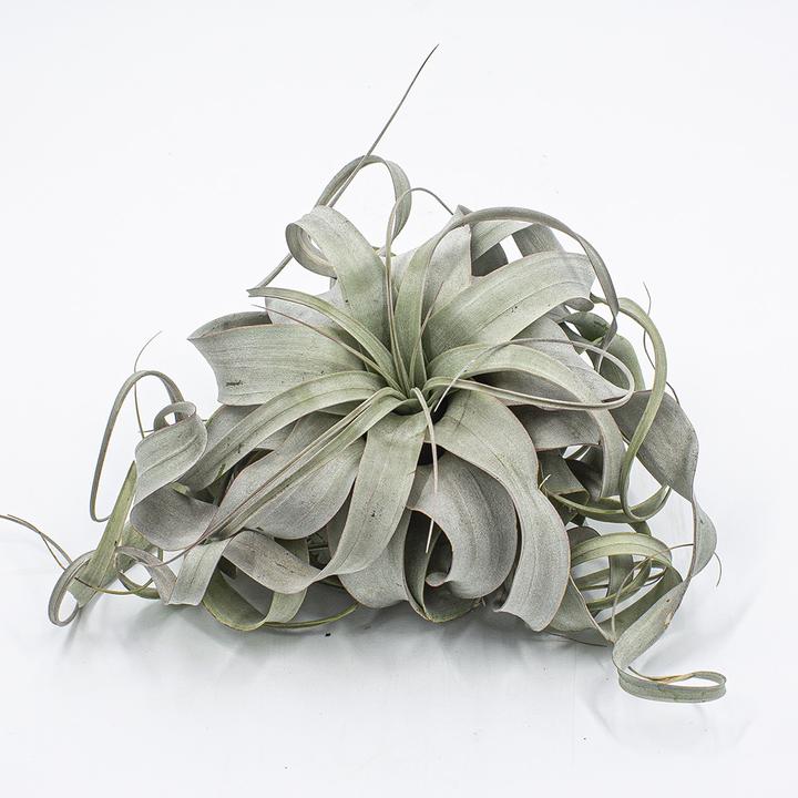 Produktbild Kakteen Gautschi Tillandsia xerografica (15 cm)