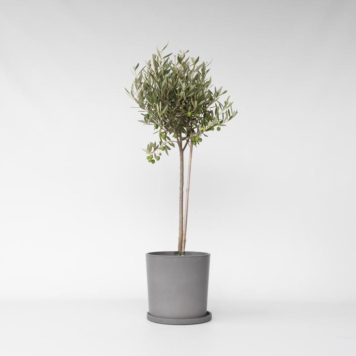 Actual product image Plant in a Box Olea Europaea - Olivenbaum (80 cm)