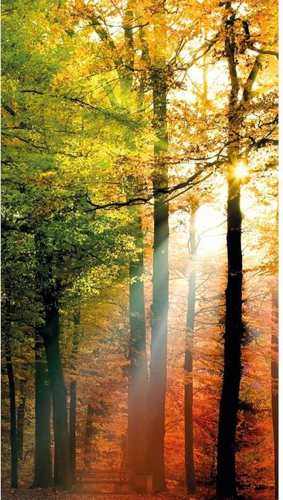 Produktbild Trenddeko Goldener Herbst Wald (144 x 260 cm)