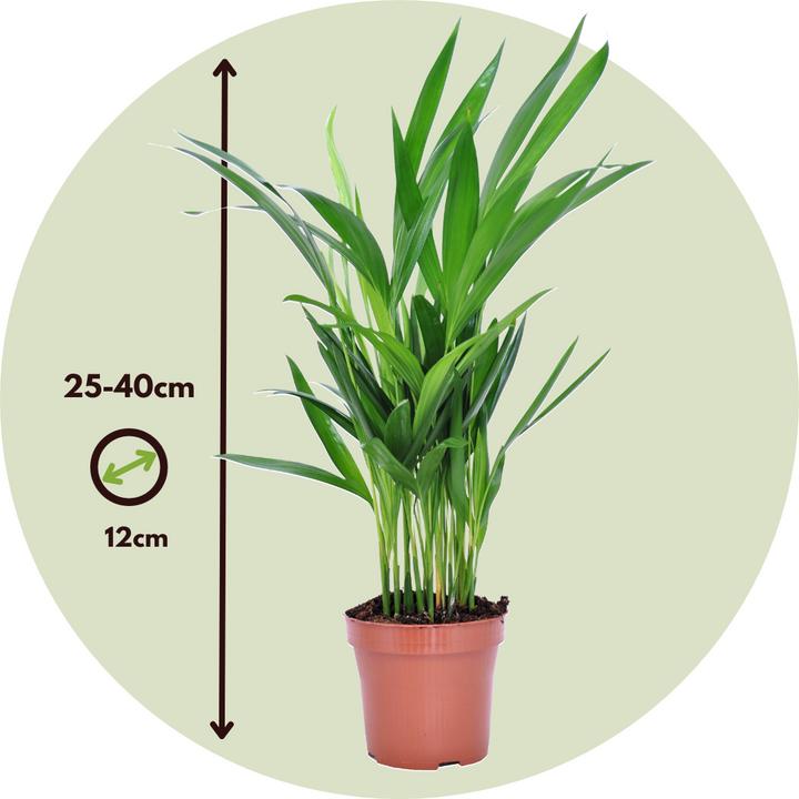 Produktbild Plant in a Box Areca, Asplenium, Clusia, Philodendron, Spathiphyllum - 5er Mischung Lufreinigende pflanzen (25 cm)