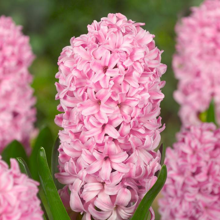 Produktbild Plant in a Box Hyacinthus - 10er-Set Hyazinthenzwiebeln (50 cm)