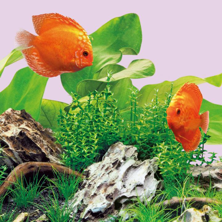 Actual product image Juwel Aquarium LED Color (LED, 14 W)