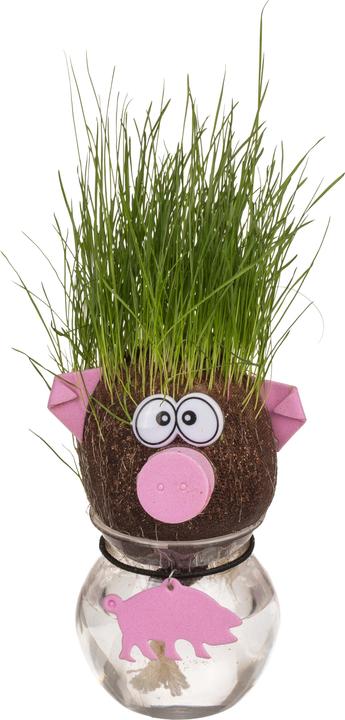 Immagine prodotto Out of the blue Testa d'erba in contenitore Piggy