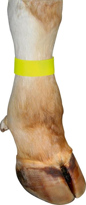 Actual product image Marking tapes for cows, with Velcro fastener, colour yellow, pack of 10