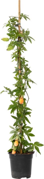 Image du produit Plant in a Box Passiflora caerulea - Fleur de la passion (110 cm)