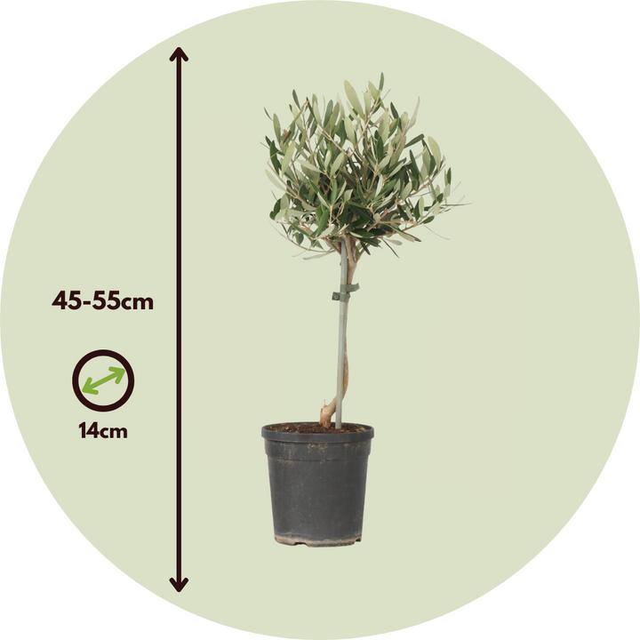 Image du produit Plant in a Box Olea europaea - Olivenbaum (45 cm)