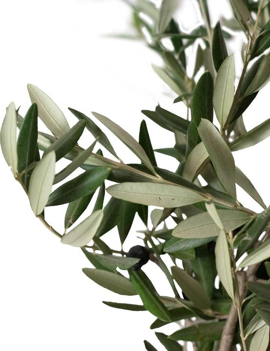 Actual product image Flowerbox olive leaves (Dried flowers)