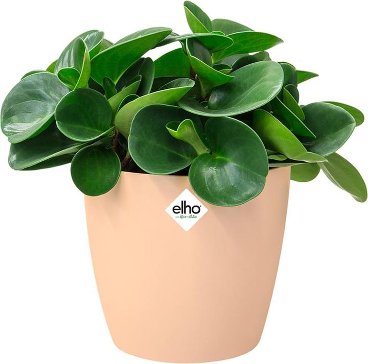 Produktbild Elho Blumentopf (18 cm)